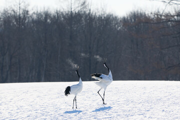 Fototapeta premium 鳴いている鶴