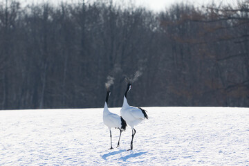 Fototapeta premium 鳴いている鶴