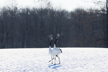 Fototapeta premium 鳴いている鶴