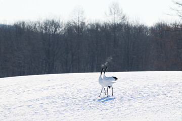 Fototapeta premium 鳴いている鶴