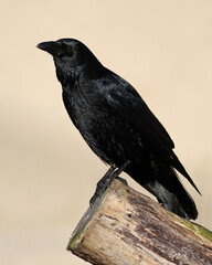 Fototapeta premium Black bird common raven close up wildlife photo