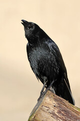 Fototapeta premium Black bird common raven close up wildlife photo