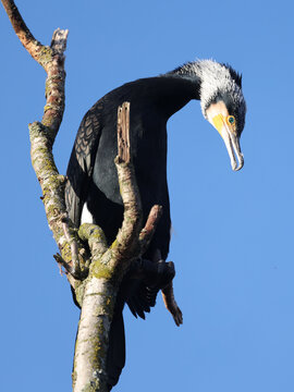 Close up portrait of great cormorant perched on branch