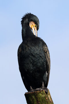 Close up portrait of great cormorant perched on branch
