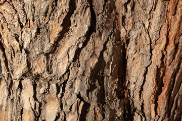 Obraz premium Tree bark texture close up, natural wood background with detailed pattern, rustic surface, organic material, forest concept, brown texture with copy space