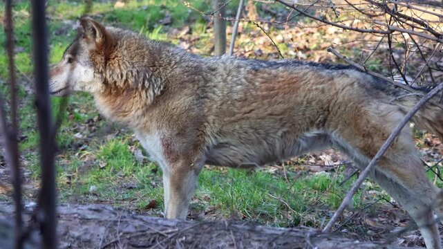 Gray wolf walking through forested area, showcasing its fur texture and natural habitat with green grass and fallen branches in the background