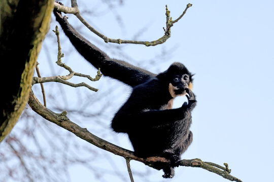 Adult Nomascus gabriellae primate portrait