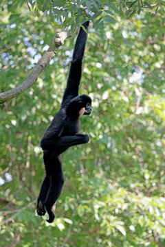 Adult Nomascus gabriellae primate portrait