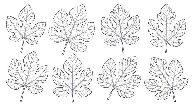 Fig Leaves Illustrations: Set of Hand-Drawn Botanical Line Art
