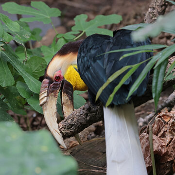 Adult Rhyticeros undulatus hornbill portrait