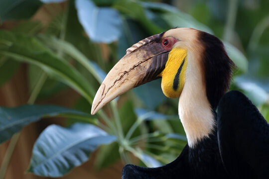 Adult Rhyticeros undulatus hornbill portrait
