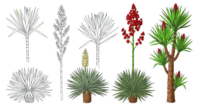 Yucca Plant Illustrations: Line Art and Realistic Color Drawings