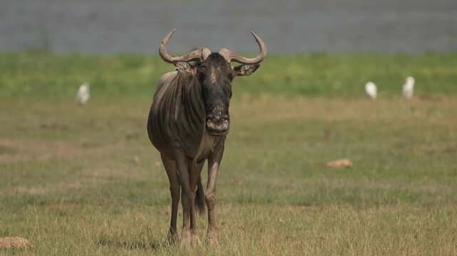 A African wildebeest (Connochaetes taurinus) grazes peacefully next to a swamp in the African savanna of Kenya. The animal is captured in its natural habitat surrounded by wild vegetation.