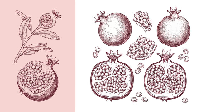 Elegant Hand-Drawn Pomegranate Fruit and Botanical Elements Vector Set for Health, Food, and Natural Product Designs