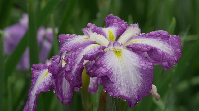 水元公園の花菖蒲