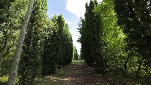 Point of view shot walking slowly down a straight dirt path lined with tall, columnar green trees, creating a natural tunnel effect on a beautiful sunny summer day.

