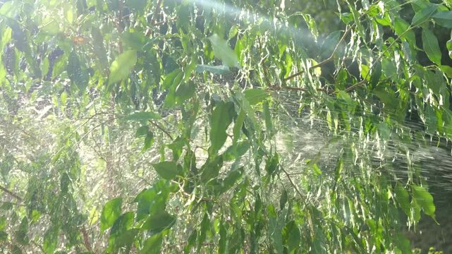 SLOW MOTION, LENS FLARE, CLOSE UP: Lush green leaves of a benjamin fig are sprayed with fresh water during spring cleaning. Dusting the beautiful foliage of a large potted plant in a sunny garden.
