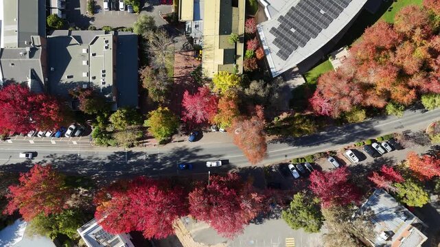 Stirling, South Australia: 4K aerial drone footage featuring leafy roundabouts, autumn-coloured trees, roundabout, streets, shops, houses, rural traffic, vehicles and scenic Adelaide Hills landscape
