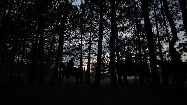 A beautiful shot of silhouetted horseback riders moving slowly through a dense dark pine forest at dusk. The twilight sky glows faintly behind the tall, thin tree trunks.

