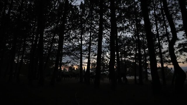 A beautiful shot of silhouetted horseback riders moving slowly through a dense dark pine forest at dusk. The twilight sky glows faintly behind the tall, thin tree trunks.


