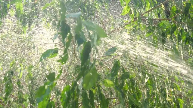 CLOSE UP, LENS FLARE, SLOW MOTION: Dense foliage of Ficus tree sparkles with water droplets while being washed. Potted plant is cleaned and moistened under warm spring sun to encourage healthy growth.