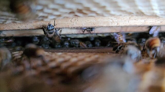 Close-up footage of Indian honey bees actively moving inside a wooden beehive. The video showcases the natural behavior of a busy bee colony, highlighting pollination, beekeeping, biodiversity