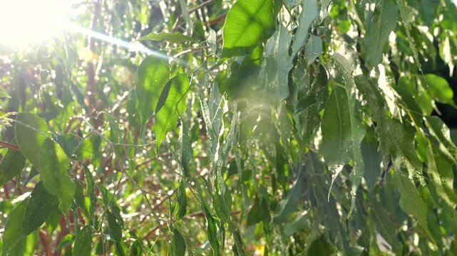 CLOSE UP, LENS FLARE: Drops of water drip from the leaves of a lush Ficus benjamina after being washed. Dusting the beautiful green foliage of a large potted plant in a sunny garden in springtime.