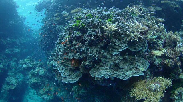 Healthy corals and colorful fish thrive on a shallow coral reef in Fiji. This South Pacific island group harbors high marine biodiversity and is a popular destination for divers and snorkelers.