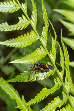 nsetos se acasalando na sambaia