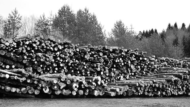 Baumst&auml;mme gestapelt monochrom