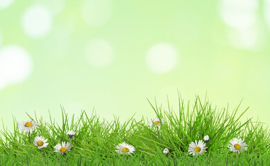 Naklejka premium Beautiful daisies growing among green grass outdoors. Spring flowers