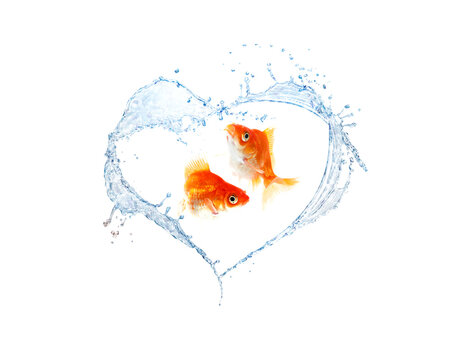 Two goldfish in heart-shaped water splash against white background