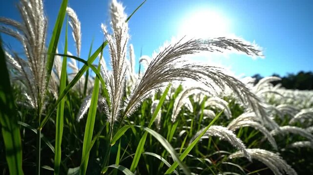 Low angle shot of swaying pampas grass with the sun shining brightly through the feathery plumes and green leaves on a beautiful sunny day