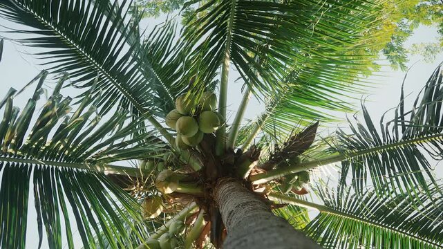 View from ground looking up at a coconut palm tree with green coconuts under clear sky on a sunny day