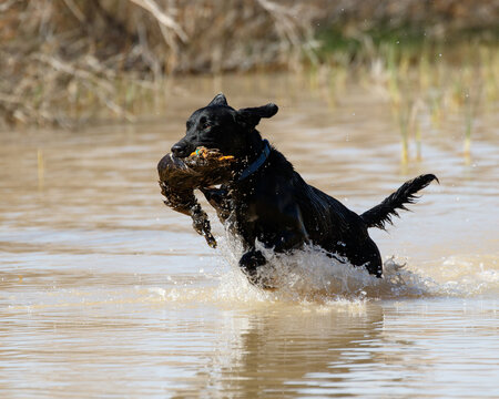 Black Labrador retriever running through the water with a duck