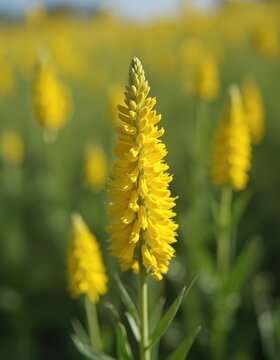 Tall yellow blossom spikes grow in a field. Stiff goldenrod flowers bloom with green leaves and stems. Soft focus background blurs other plants under bright sun.