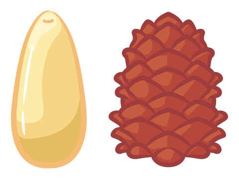 Cartoon Nuts Tree Pine Allergen Seed