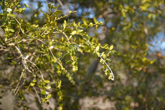 Green blossoms of boxwood with creeping vines in spring garden