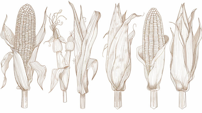 Sepia toned illustration of several corn cobs with husks and stalks in varying stages