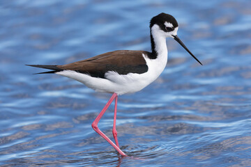 Obraz premium Black-necked stilt, seen in a North California marsh 