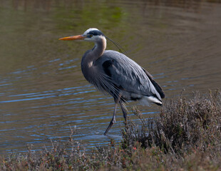 Fototapeta premium Close view of a great blue heron in beautiful light, seen in the wild in a North California marsh