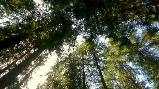 The camera looks up at the treetops and rotates