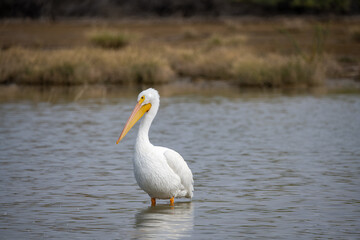 Obraz premium Snowy Egret of Gilvert Riparian