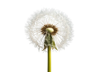 Fototapeta premium Dandelion seed head with fragile fluffy parachutes dispersing seeds, symbolizing wishes, growth, and lightness, isolated on transparent background