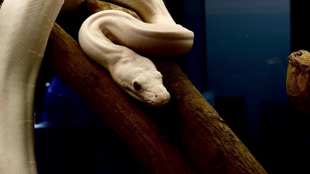 white snake