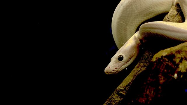 white snake