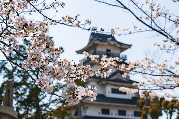 Naklejka premium Statue of Samurai Lord Todo Takatora with Cherry Blossoms at Imabari Castle, Ehime, Japan – Spring Sakura Scene