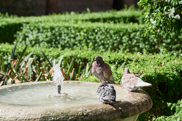Fototapeta premium Pigeons bathe in the fountain in the rays of the sun.