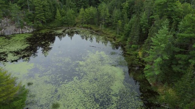 Aerial over wilderness of crown land in the Tory Hill area of Highlands East, Ontario, Canada. Lifting up above a marsh inlet of Buckskin Lake. With lilies, algae and rocky formations.