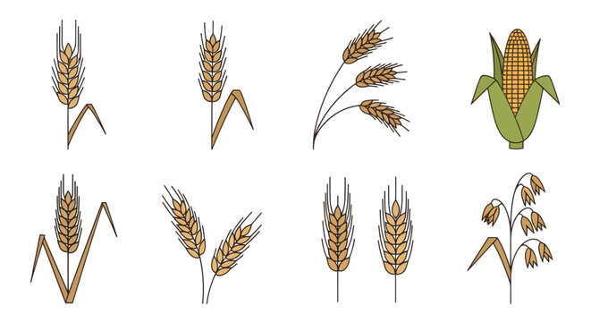 Golden Wheat Ears and Corn Illustration.